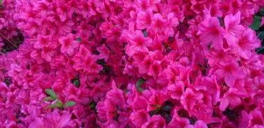 Die schönsten rosa Blumen im Garten anbauen - Gartengestaltung