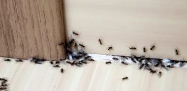 Ameisen bekämpfen im Haus und im Garten - Hausmittel gegen Ameisen