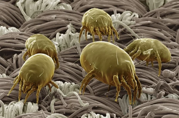 Milben im Bett arten vielfalt