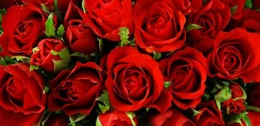 Rote Rosen - Sinnbild der Liebe und der Leidenschaft