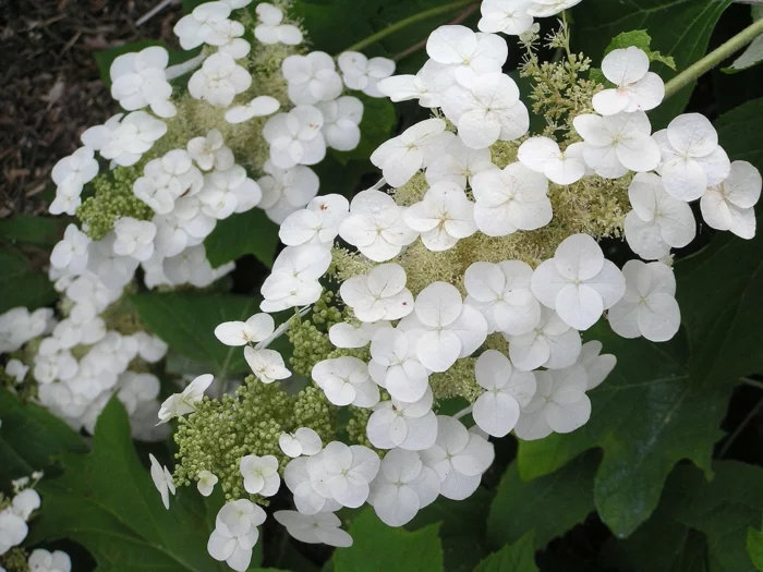hortensie pflege Hydrangea quercifolia weiße blüten