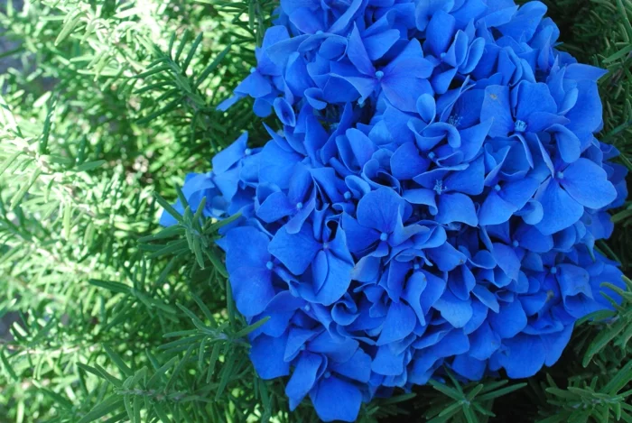 hortensie pflege blaue hortensien garten gestalten