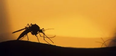 8 bekannte Heilpflanzen, die Mücken vertreiben