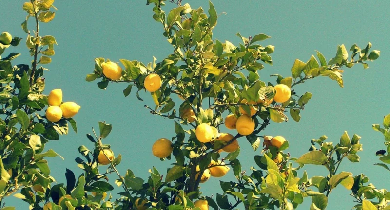 Wasser mit Zitrone trinken gesunde Lebensweise Zitronenbaum