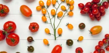 Tomaten gesund - warum sollten Sie so viel Tomaten essen, wie es nur geht?