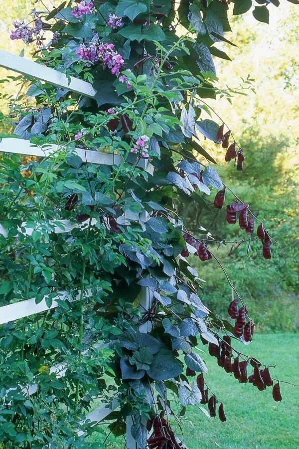 Blühende Kletterpflanzen Hyazinth-Bohne dekorativen Charakter