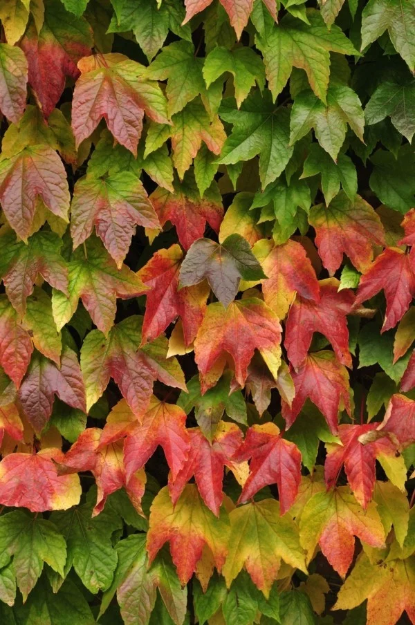 Kletterpflanzen bunt gefärbte Blätter Herbst schöner Blickfang Garten