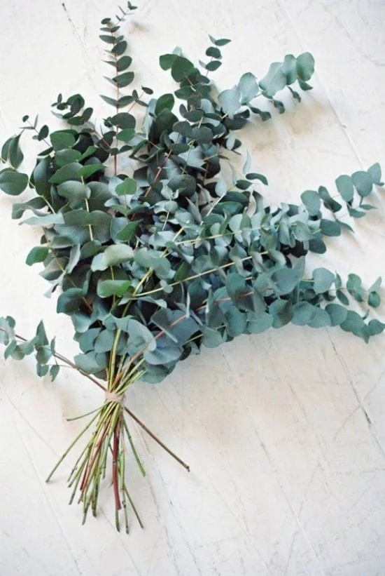 Dekorative Funktion Eukalyptusblätter richtig nutzen