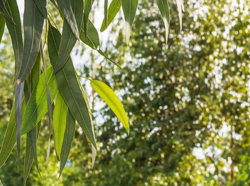 Eukalyptus die bekannteste Heilpflanze Australiens
