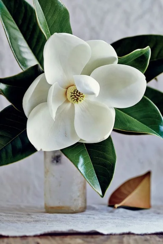 Magnolie Blüten Zweige in Vase herrliche Deko
