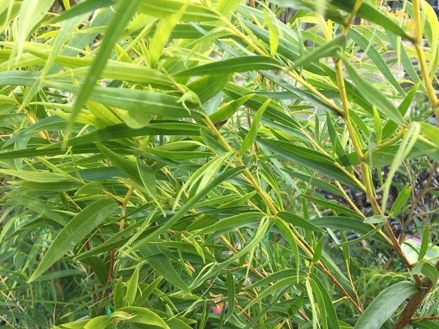 Wichtige heilende Substanzen Eukalyptus Blätter Medizin aus der Natur