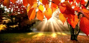 Basteln mit Blättern - 60 inspirierende Bilder für mehr Freude im Herbst