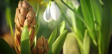 Die 7 wichtigsten Gartentipps für März - für Pracht und Schönheit im ganzen Jahr