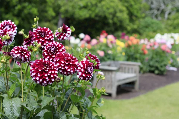 Die Dahlien zählen zu den Lieblingsblumen vieler Gärtner.