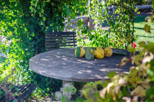 Gartentipps für jedermann Sitzecke im Grün Quitten auf dem Tisch