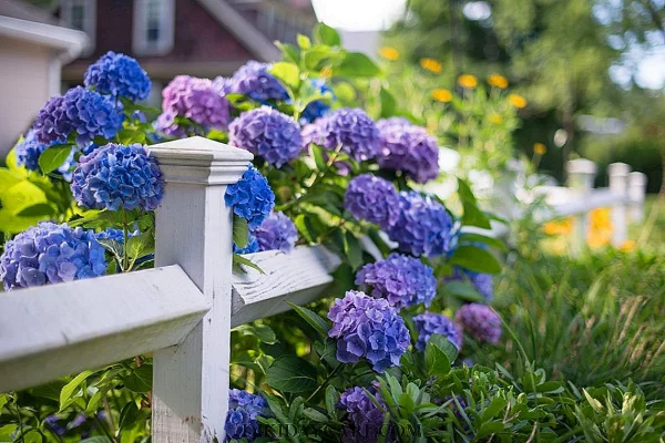 Hortensien schneiden Garten gestalten Tipps Ideen