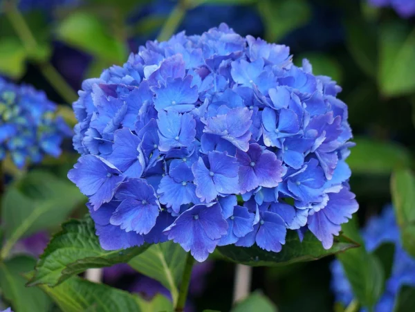 Hortensien schneiden - blaue Blüten Ideen