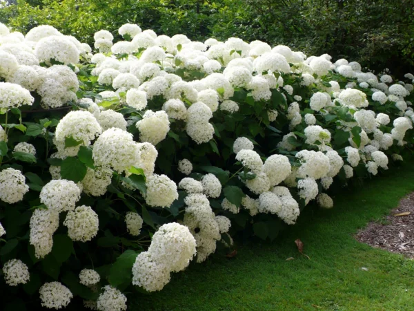 Weiße Hortensien schneiden - Gartengestaltung Ideen