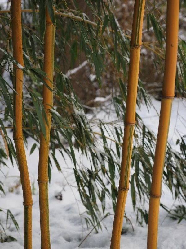 bambus richtig pflegen gartentipps januar