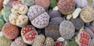 Lebende Steine - so pflegen Sie richtig diese wahren Wunder der Natur
