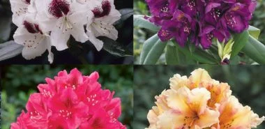 Rhododendron schneiden - so machen Sie alles einfach und richtig!