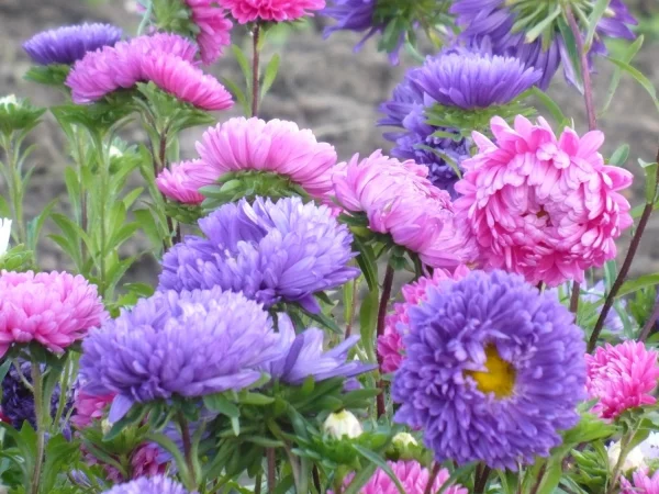 Blume Ihres Geburtsmonats Astern im Garten schön geformte farbenfrohe Blüten typisch für September