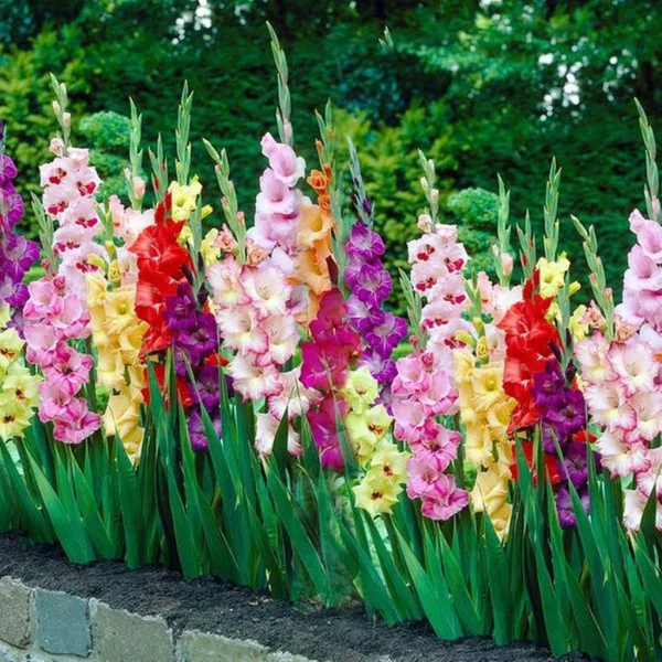 Blume Ihres Geburtsmonats Gladiolen im Garten Farbenpracht alle nur erdenklichen Farben