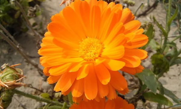 Blume Ihres Geburtsmonats Ringelblumen orangenfarbene Blüten Symbol für warme Liebe romantische Gedanken