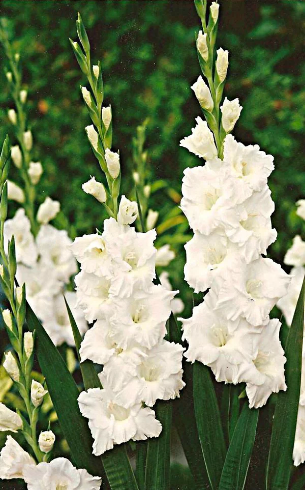 Blume Ihres Geburtsmonats weiße Gladiolen im Garten natürliche Anmut  Symbol für Stärke