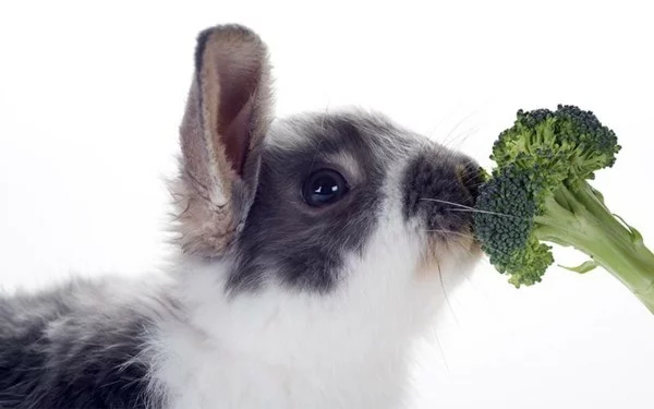 Brokkoli roh essen Schale Nährstoffe Hase