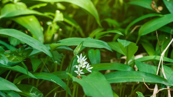 Bärlauch oder auch Wilder Knoblauch genannt in Laubwäldern zu finden grüne Blätter weiße Blüten am dünnen Stiel