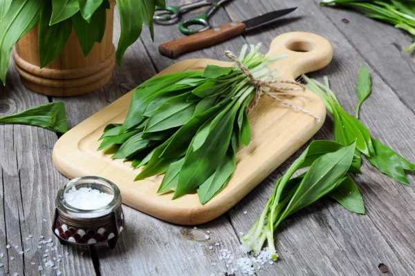 Bärlauch oder auch Wilder Knoblauch sattgrüne Blätter voller gesunder Inhaltsstoffe breite Anwendung in der Küche