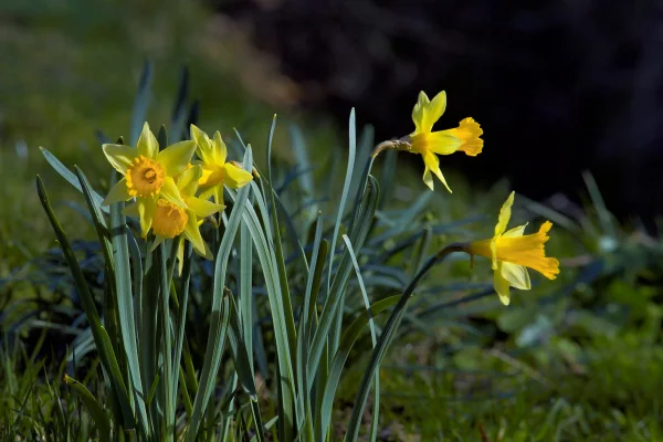 Geburtsmonat passende Blume gelbe Narzissen im Garten symbolisieren die Liebe zu sich selbst
