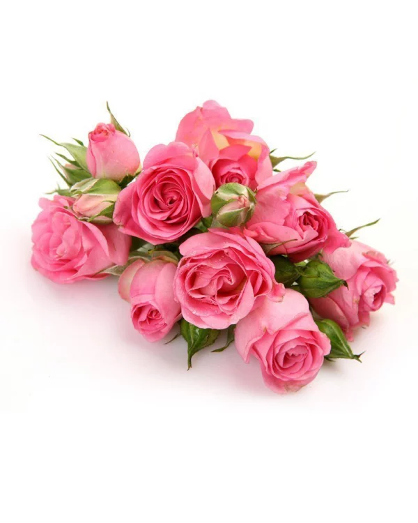 Geburtsmonat passende Blume rosafarbene Rosen ein Symbol weiblicher Jugend und Schönheit
