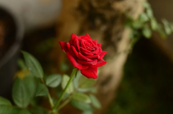 Geburtsmonat passende Blume rote Rose im Garten ewiges Symbol der Liebe