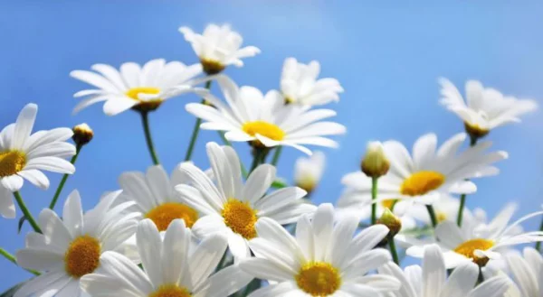 Geburtsmonat passende Blume weiße Gänseblümchen für alle April-Geborenen
