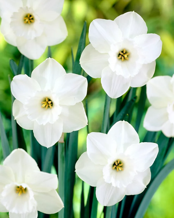 Geburtsmonat passende Blume weiße Narzissen im Garten für die März-Geborenen