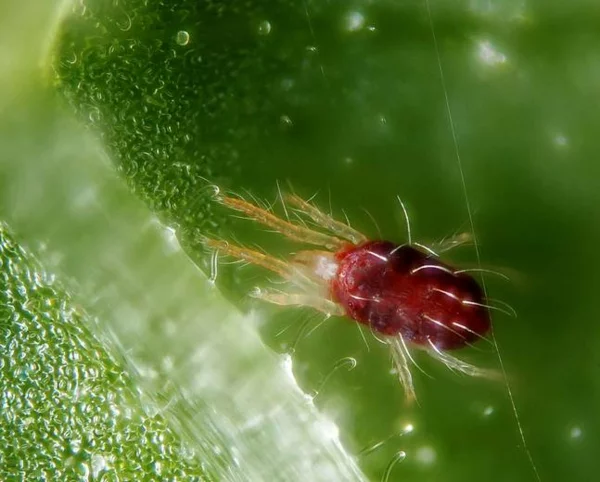 Spinnmilben bekämpfen wie sehen Spinnmilben aus