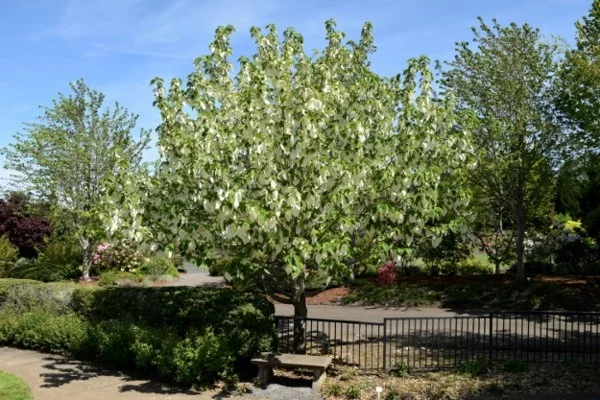 Taschentuchbaum Taubenbaum Davidia involucrata Garten Baum