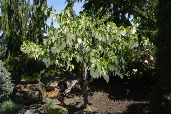 Taschentuchbaum Taubenbaum Davidia involucrata botanischer Name