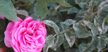Was hilft bei Mehltau an Rosen? - 8 Mittel gegen Mehltau an Pflanzen