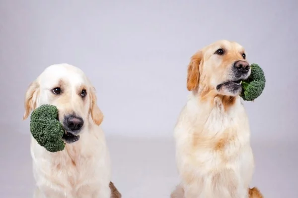 Brokkoli roh essen Wasser Nährstoffe Hunde