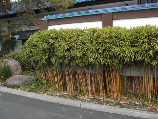 Haus ideen Garten gestalten Bambushecke