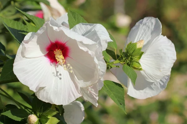 Hibiskus schneiden Gartenhibiskus Blüten Pflege