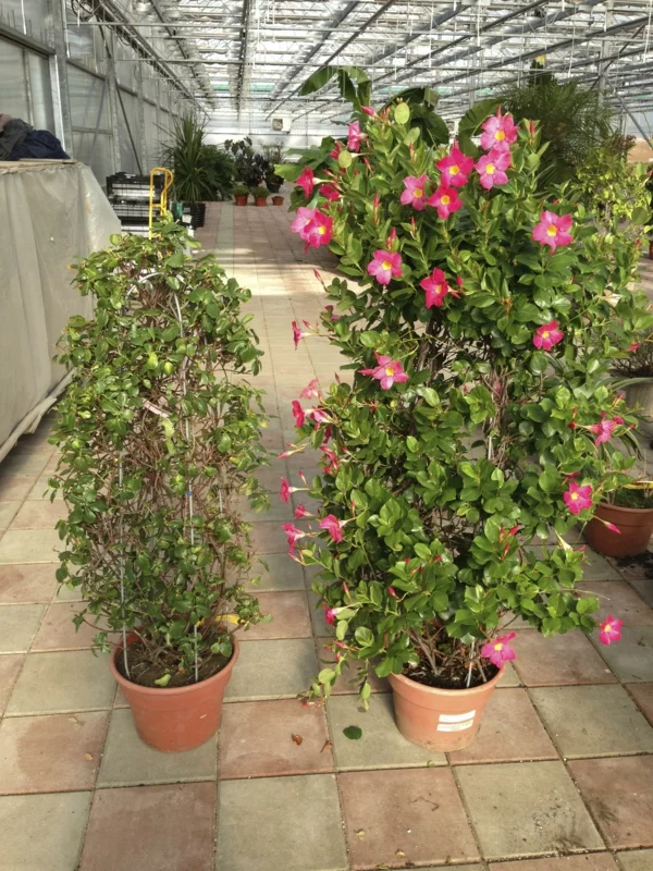 Hibiskus schneiden blühende Zimmerpflanzen