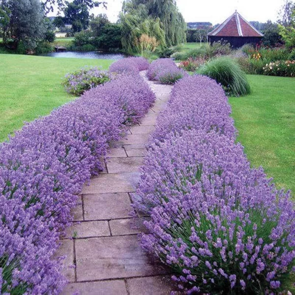 Lavendel schneiden wann Lavendel Gartenweg