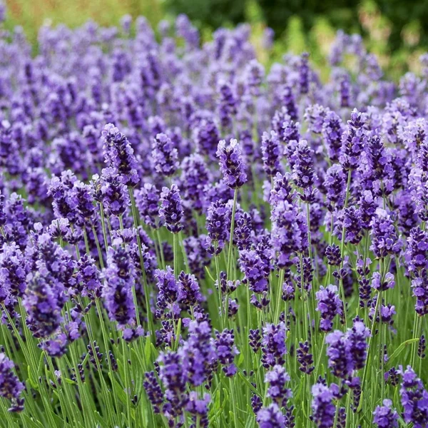 Lavendel schneiden wann Tipps Gartenpflanzen