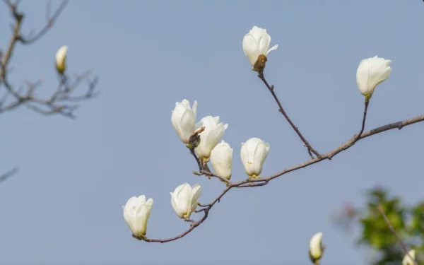 Magnolie düngen weiße Blüten Knospen