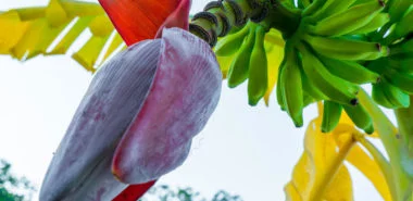 Ist Bananenblüte gesund und wie man diese zubereiten kann