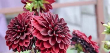 Dahlien pflegen auf dem Balkon und im Garten – das sollten Sie über diese schönen Blumen wissen